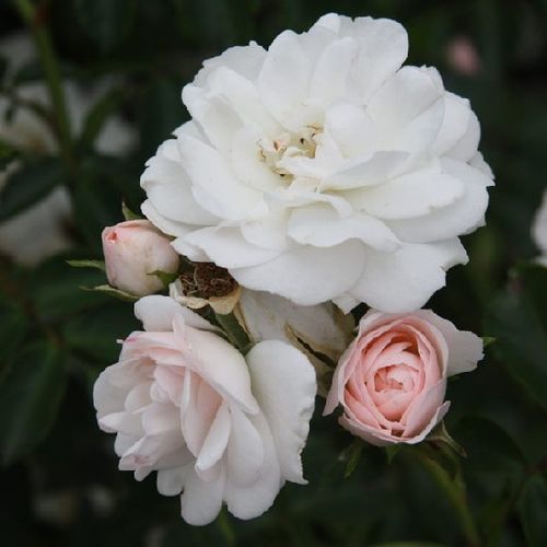 E-commerce, vendita, rose, in, vaso rose floribunde - rosa - Rosa Sümeg - rosa non profumata - Márk Gergely - ,-
